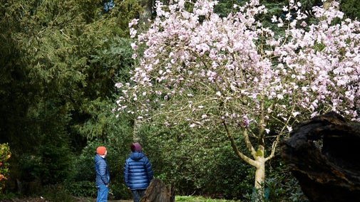 Visitors admiring flowering magnolia at Wentworth Castle Gardens
